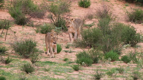 two lioness walking in african savanna - wide shot