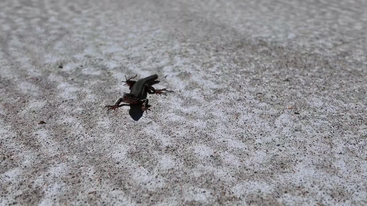 Una lucertola che prende il sole su una terrazza in giardino