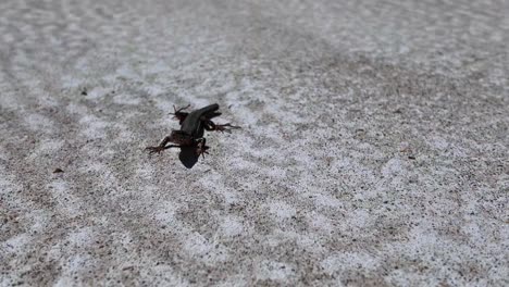 a lizard enjoying the sun on a garden terrace