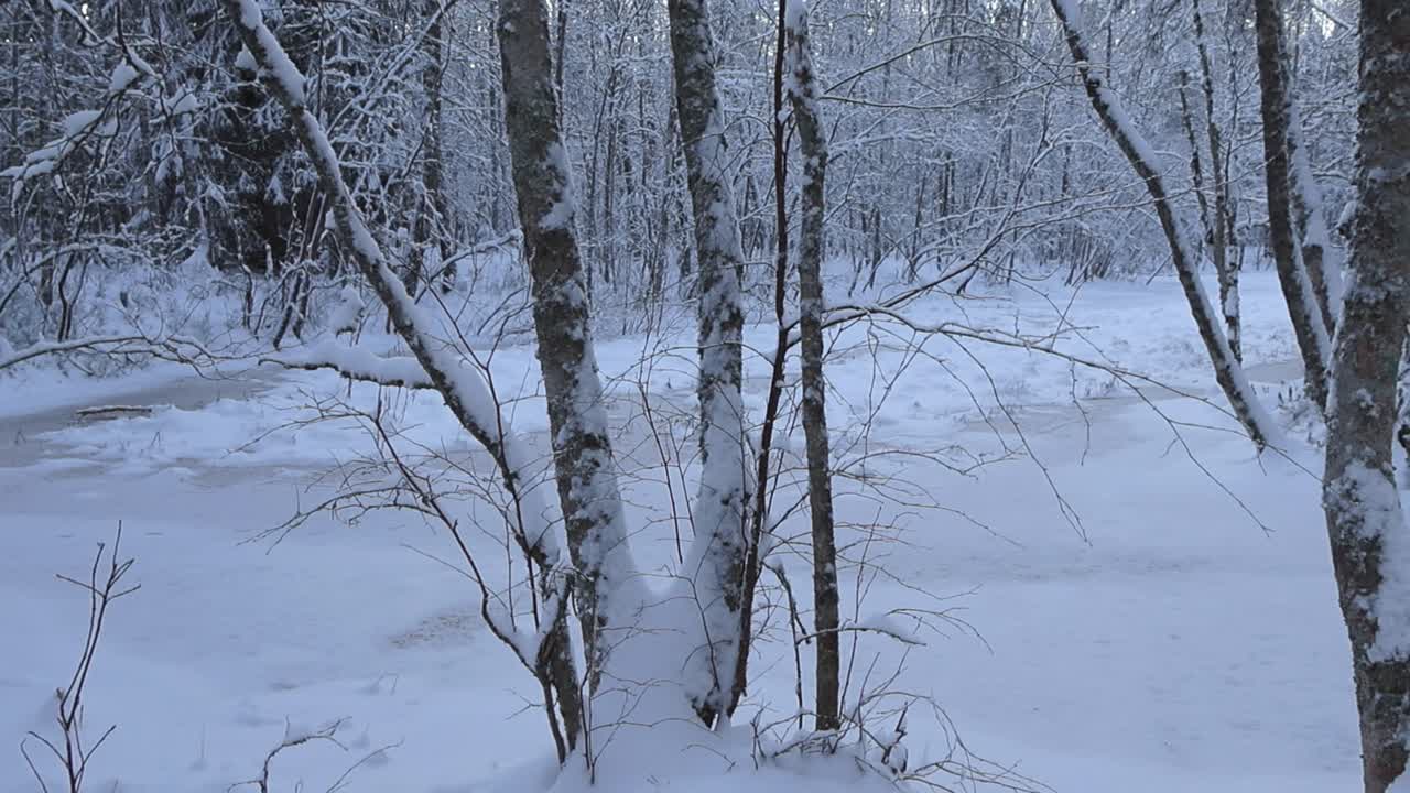 Slowly left to right panning footage of winter forest or woods that has thick white snow covering a small lake or a pond during cloudy day time. The snow is thick, white and fluffy and no people there