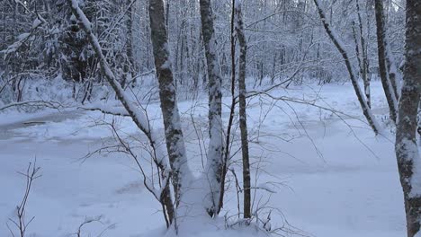 slowly left to right panning footage of winter forest or woods that has thick white snow covering a small lake or a pond during cloudy day time. the snow is thick, white and fluffy and no people there