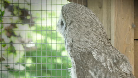 close up, great grey owl looks at the world outside before taking off