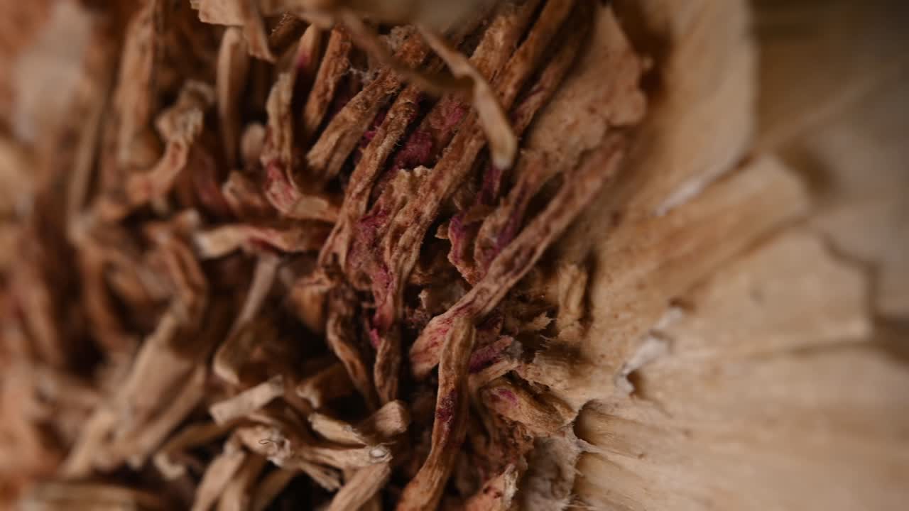 primer plano de ajo, raíces de un bulbo de ajo moviéndose lentamente más allá de la cámara