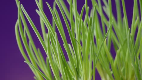 juicy green grass isolated on purple background. fully ready for keying. parallax effect.