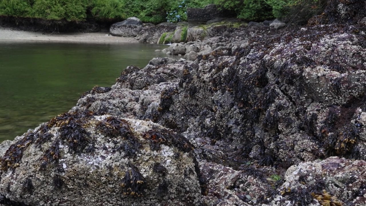 Alghe scure sulla roccia fuori dall'acqua, piante marine secche