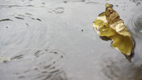 rain droplets falling on ground on blurred background, beautiful nature rain season, splash of water fall motion on ground, light of sunny pass water is beauty, close up view raindrop on heavy weather