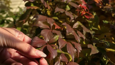 autumn moment close up, touching autumn leaves gently, fall foliage colors