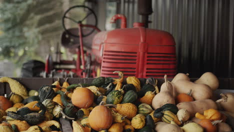 several pumpkins on the farm, with a tractor visible in the background. halloween decor