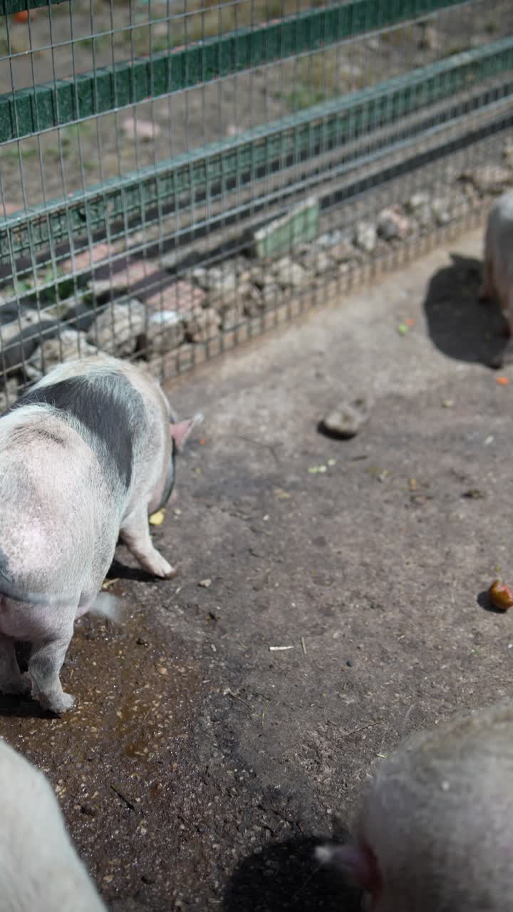 창고에 힌 돼지