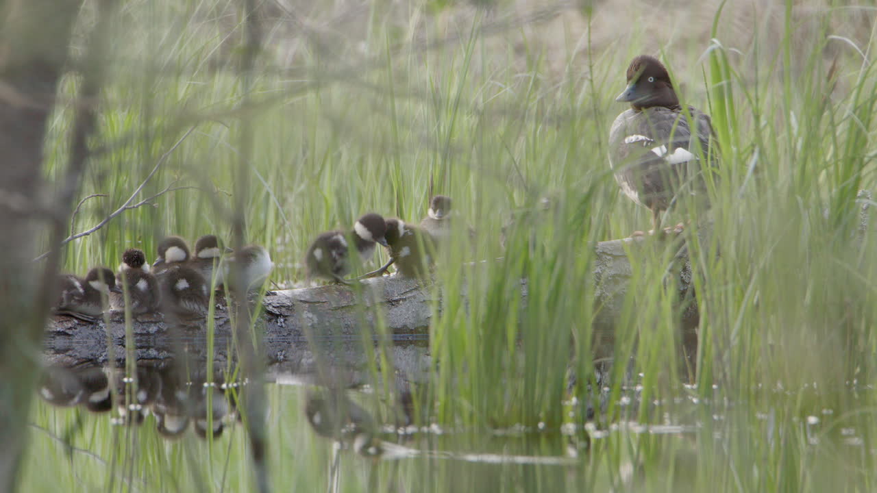 Female goldeneye sits on fallen tree trunk in pond with cute brood of ducklings