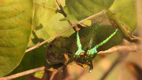 Indischer-Mayuri-Schmetterling.