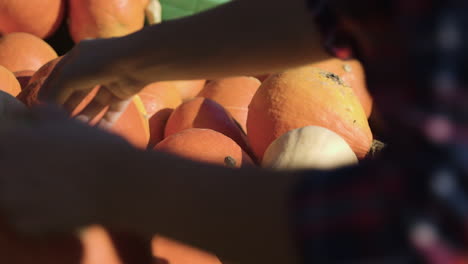picking pumpkins and squash