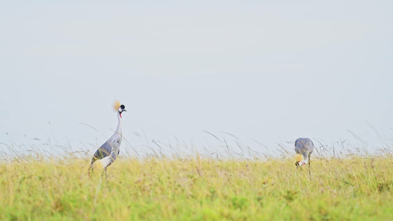 두 마리의 회색 왕관 크레인이 지평선 너머를 바라보는 느린 속도 촬영 아프리카 야생동물 마사이 마라 국립 보호구역, 케냐, 아름다운 아프리카 사파리 새 마사이 마라 북부 보호구역