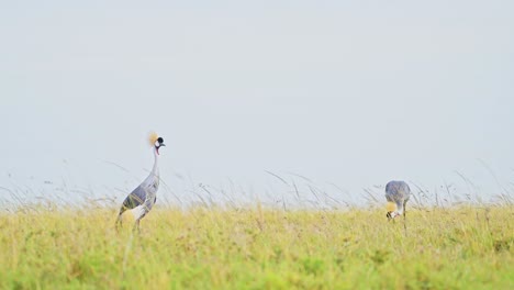 slow motion shot of two grey crowned cranes looking over horizon african wildlife in maasai mara national reserve, kenya, beautiful africa safari birds in masai mara north conservancy