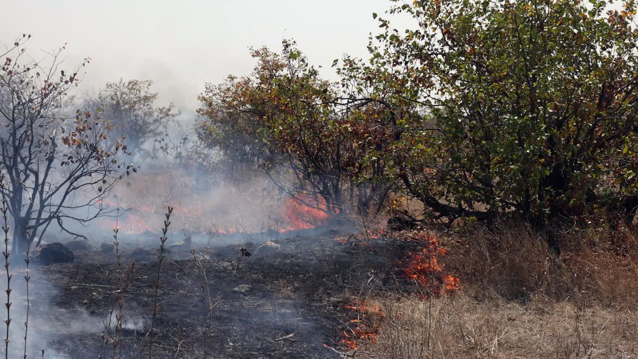 Kruger Ulusal Parkı'nda kurak mevsimde otlar ve ağaçlar yanıyor