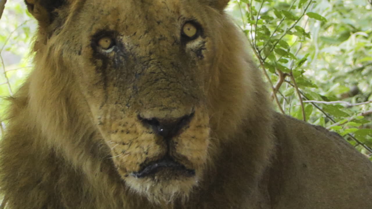 Close-up Portrait of a Majestic Male Lion