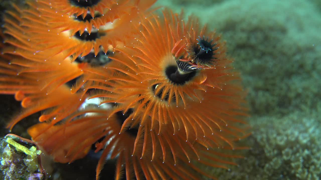 Close up of an orange Christmas tree worm