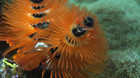 close up of an orange christmas tree worm