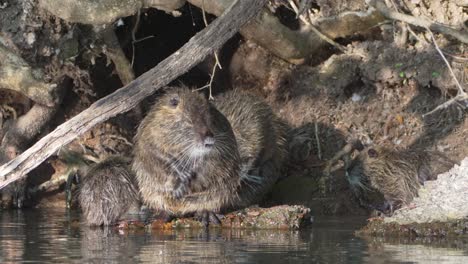 gran colonia de la familia nutria, myocastor coypus de pie frente a su casa de madriguera, acicalándose, limpiando y rascando su cuerpo con sus pequeñas garras, bañándose antes del anochecer