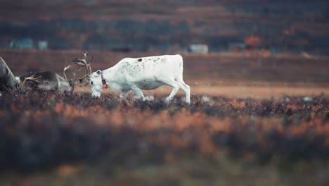 a close-ur the two young reindeer fighting, clashing their antlers then retreating