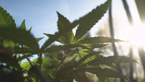 Close-up-of-marijuana-leaves-slowly-swaying-in-the-wind-in-slow-motion