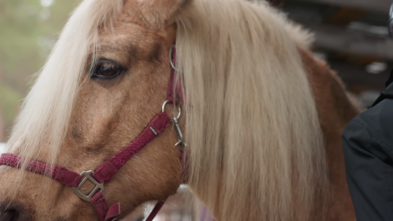 Изображение спокойной лошади в недоуздке с берейтором, красивая лошадь породы изабелла с пышной светлой гривой и сосредоточенным выражением морды, потрясающая лошадь с развевающейся гривой и внимательным взглядом в портретной сцене