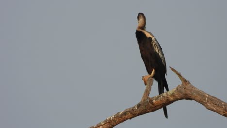 Anhinga-Escalofriante-Al-Atardecer