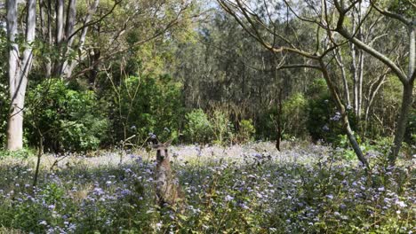 canguro nativo australiano icónico rodeado por un campo de flores silvestres moradas