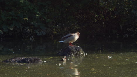 polla de agua nadando y forrajeando en el estanque con ánade real en roca arreglando sus plumas