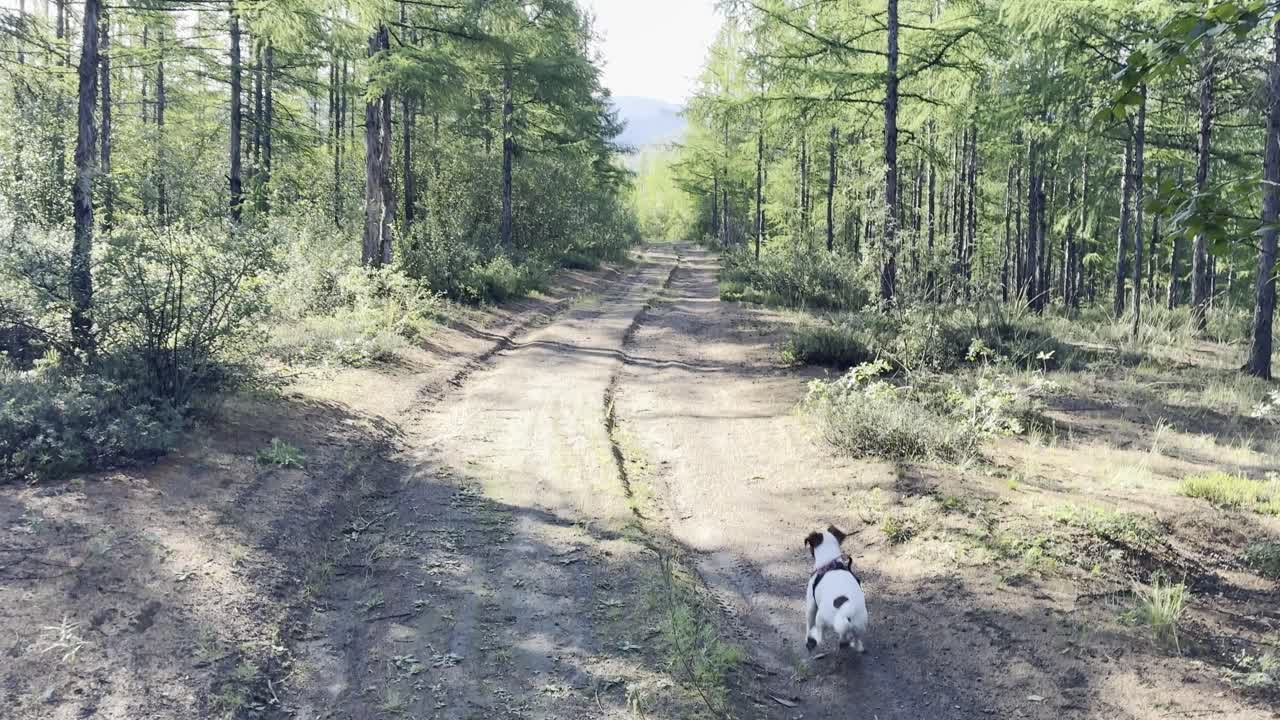 A peaceful forest trail winds toward distant mountains