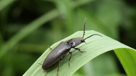 Foto-Macro-De-Un-Bicho-Negro-Largo-Sentado-En-Un-Pasto-Verde-En-El-Bosque-En-Suiza-En-Cámara-Lenta