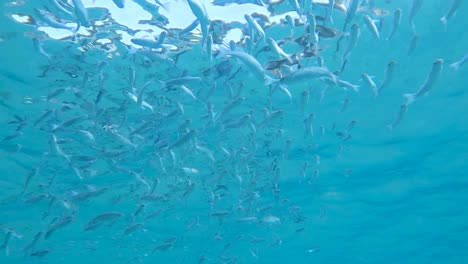 bandada de peces que nadan bajo la superficie, piscifactoría