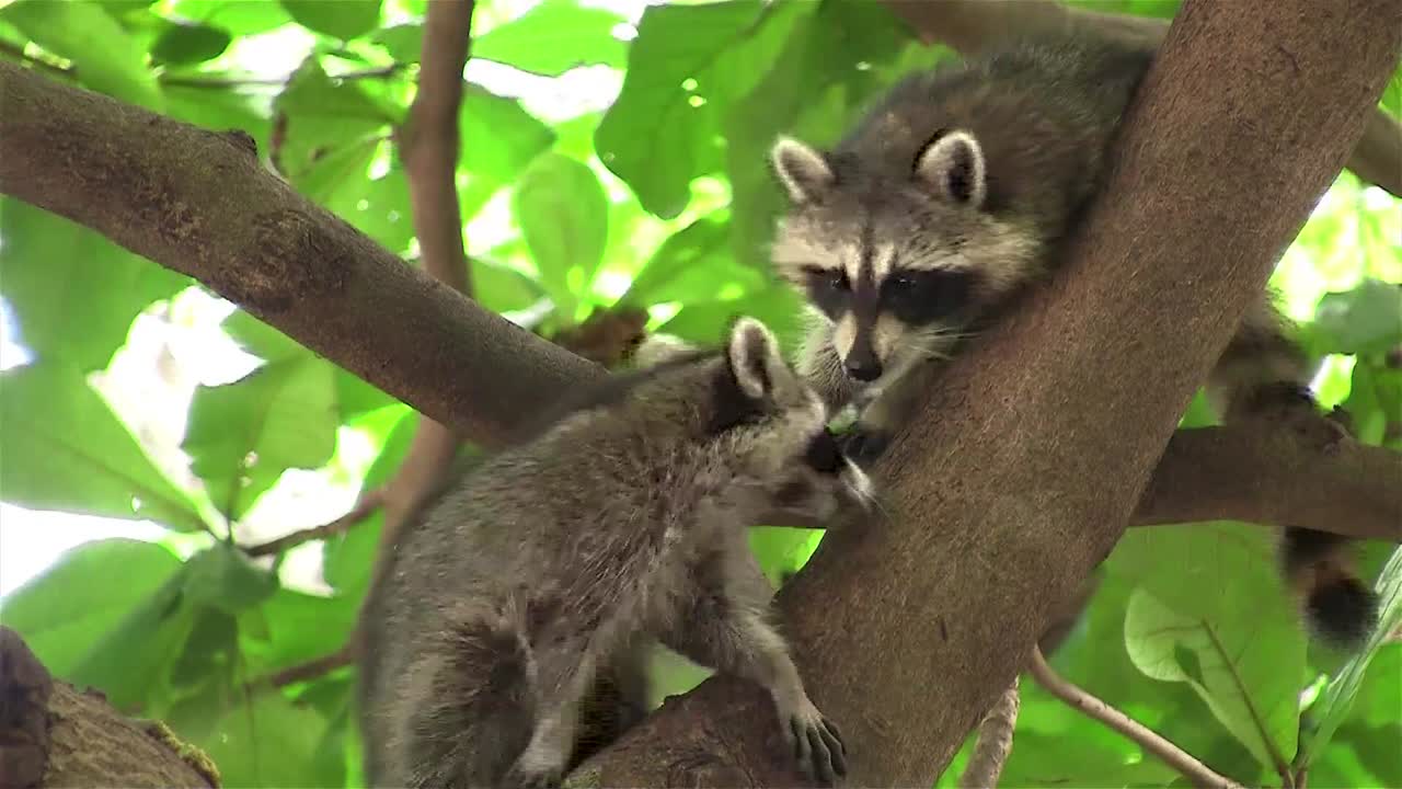 dos mapaches adoptan una linda pose en un árbol 1