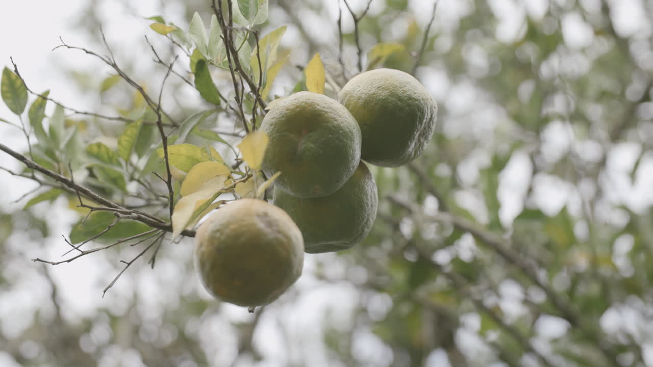 회전하고 나무에 있는 라임 무리를 올려다보는 슬로우 모션 영상