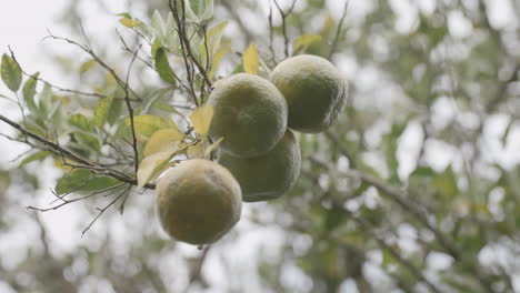 imágenes en cámara lenta girando y mirando hacia arriba a un grupo de limas en un árbol