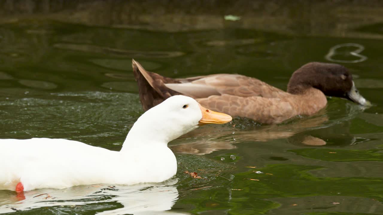 Two ducks, brown and white, swim closely together in a peaceful pond environment