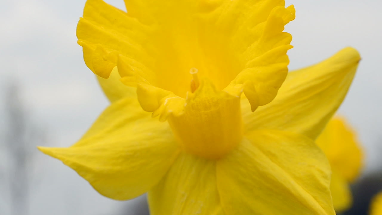Forårsblomster. Gule
