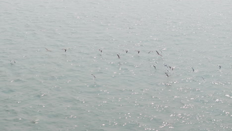 aerial follow shot of birds flying over the sea