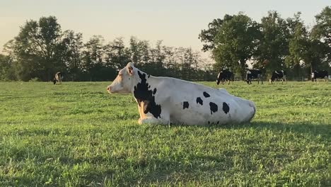 een koe rust in de wei op een late zomermiddag op het platteland in italië