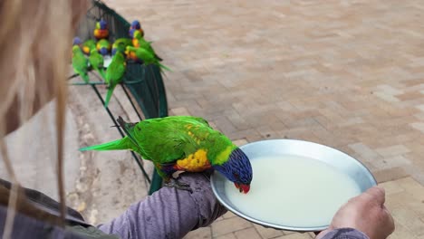 a rainbow coloured bird perched on a womens arm gently feeds from a dish