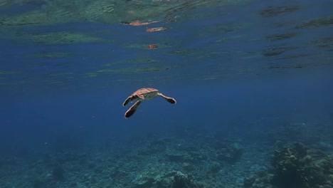 Gran-Tortuga-Marina-De-Un-Solo-Bebé-Con-Caparazón-Marrón-Nada-En-El-Agua-Atlántica