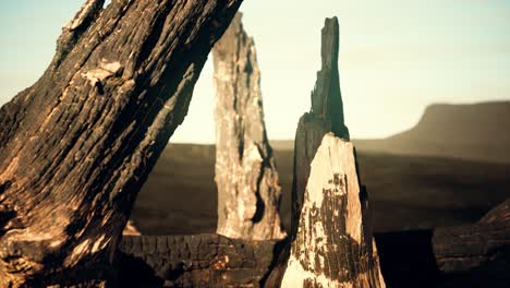 logs and trunks after the forest fire