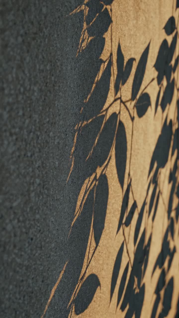 A close-up, angled shot of plant shadows on a textured wall, creating an abstract, artistic video