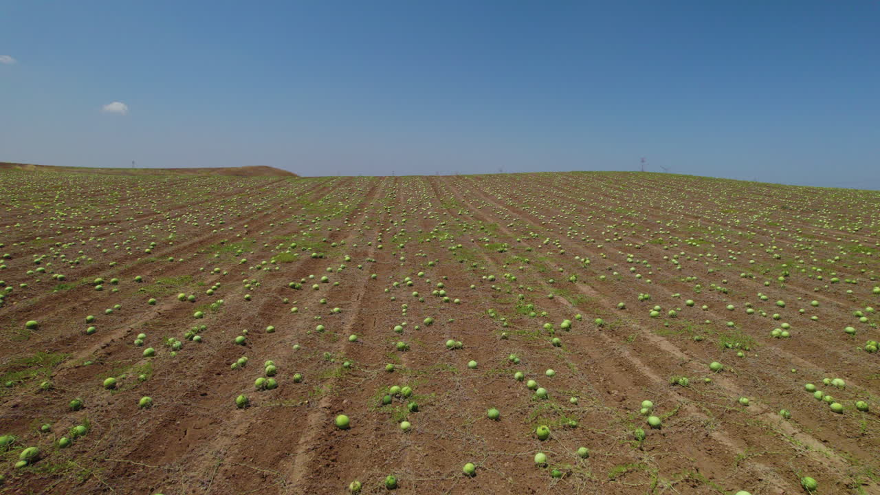 The watermelon picking season has begun, hundreds of acres of watermelon fields ready for picking and lying in the sun - aerial view from a drone flying overhead at low altitude