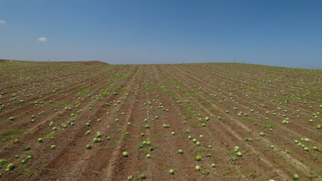 the watermelon picking season has begun, hundreds of acres of watermelon fields ready for picking and lying in the sun - aerial view from a drone flying overhead at low altitude