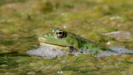 macro shot of green frog in swamp surrounding by foamy saliva during sunny day