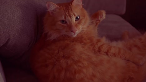 a red cat lying down on the sofa