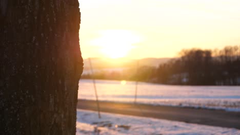 Wonderful-winter-sunset-comes-out-from-behind-a-tree