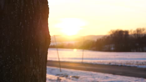 wonderful winter sunset comes out from behind a tree