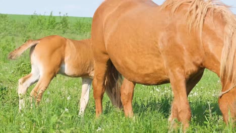 Horses in a grassy field